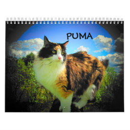 Puma, mein Supermodelkaliko Kalender