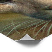 Puma Mountain Cat Poster Print (Ecke)