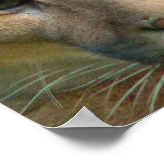 Puma Mountain Cat Poster Print (Ecke)