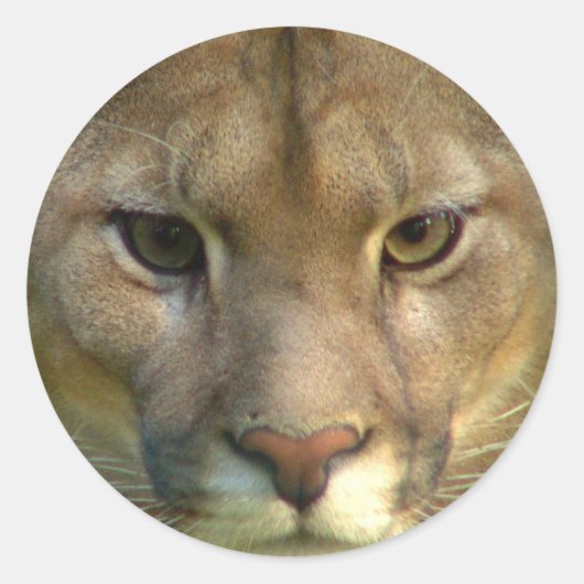 Puma Mountain Cat Stickers (Vorderseite)