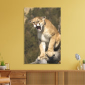 Puma oder Berglöwe, Puma concolor, Captive - Leinwanddruck (Insitu (Wohnzimmer))