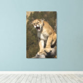 Puma oder Berglöwe, Puma concolor, Captive - Leinwanddruck (Insitu (Holzboden))