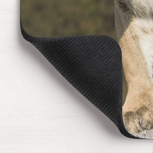 Puma oder Berglöwe, Puma concolor, Captive - Mousepad (Ecke)