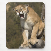 Puma oder Berglöwe, Puma concolor, Captive - Mousepad (Vorne)