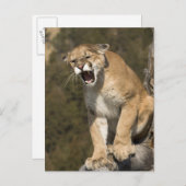 Puma oder Berglöwe, Puma concolor, Captive - Postkarte (Vorne/Hinten)