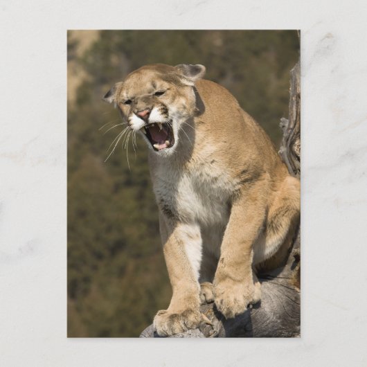 Puma oder Berglöwe, Puma concolor, Captive - Postkarte (Vorderseite)