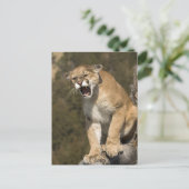 Puma oder Berglöwe, Puma concolor, Captive - Postkarte (Stehend Vorderseite)