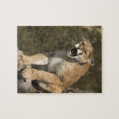 Puma oder Berglöwe, Puma concolor, Captive - Puzzle (Horizontal)