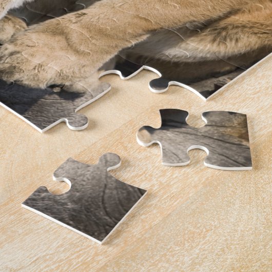 Puma oder Berglöwe, Puma concolor, Captive - Puzzle (Seite)