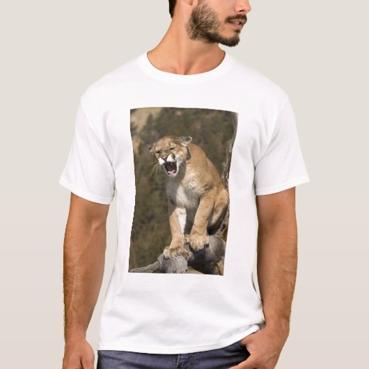 Puma oder Berglöwe, Puma concolor, Captive - T-Shirt (Vorderseite)