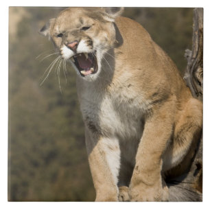 Puma oder Berglöwe, Puma concolor, in Gefangenscha Fliese