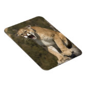 Puma oder Berglöwe, Puma concolor, in Gefangenscha Magnet (Rechte Seite)