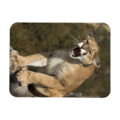 Puma oder Berglöwe, Puma concolor, in Gefangenscha Magnet (Horizontal)
