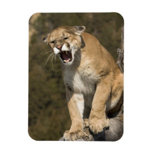Puma oder Berglöwe, Puma concolor, in Gefangenscha Magnet