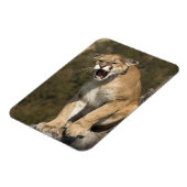 Puma oder Berglöwe, Puma concolor, in Gefangenscha Magnet (Linke Seite)