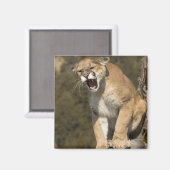 Puma oder Berglöwe, Puma concolor, in Gefangenscha Magnet (Vorderseite/Rückseite)