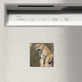 Puma oder Berglöwe, Puma concolor, in Gefangenscha Magnet (In Situ (Geschirrspüler))