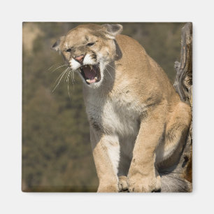 Puma oder Berglöwe, Puma concolor, in Gefangenscha Magnet