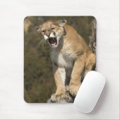 Puma oder Berglöwe, Puma concolor, in Gefangenscha Mousepad (Mit Mouse)
