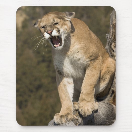 Puma oder Berglöwe, Puma concolor, in Gefangenscha Mousepad (Vorne)