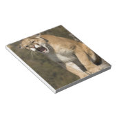 Puma oder Berglöwe, Puma concolor, in Gefangenscha Notizblock (angewinkelt)
