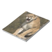 Puma oder Berglöwe, Puma concolor, in Gefangenscha Notizblock (Rotiert)