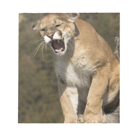 Puma oder Berglöwe, Puma concolor, in Gefangenscha Notizblock (Vorderseite)