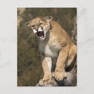 Puma oder Berglöwe, Puma concolor, in Gefangenscha Postkarte