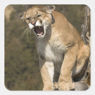 Puma oder Berglöwe, Puma concolor, in Gefangenscha Quadratischer Aufkleber