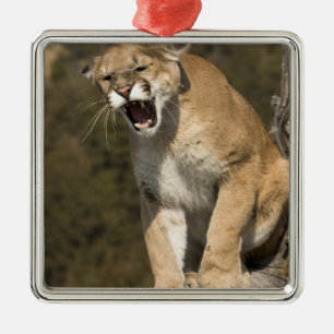 Puma oder Berglöwe, Puma concolor, in Gefangenscha Silbernes Ornament