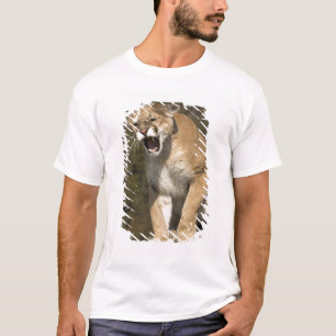 Puma oder Berglöwe, Puma concolor, in Gefangenscha T-Shirt