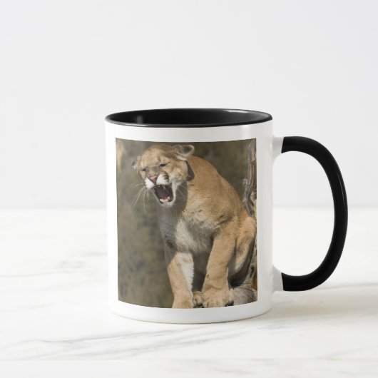 Puma oder Berglöwe, Puma concolor, in Gefangenscha Tasse (Rechts)