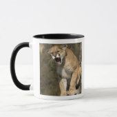 Puma oder Berglöwe, Puma concolor, in Gefangenscha Tasse (Links)