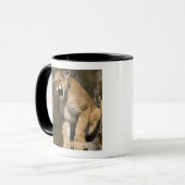 Puma oder Berglöwe, Puma concolor, in Gefangenscha Tasse (Vorderseite Links)