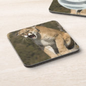 Puma oder Berglöwe, Puma concolor, in Gefangenscha Untersetzer (Linke Seite)