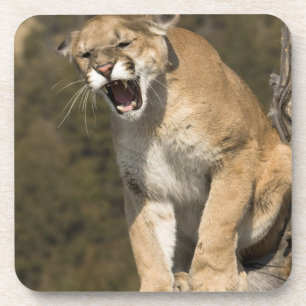 Puma oder Berglöwe, Puma concolor, in Gefangenscha Untersetzer