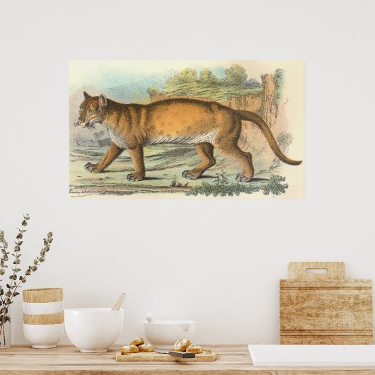 Puma Poster (Küche)