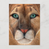 Puma Postkarte (Vorderseite)