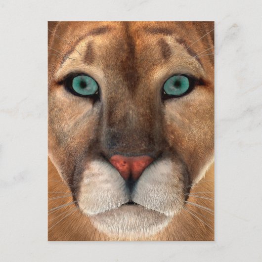 Puma Postkarte (Vorderseite)