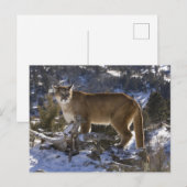 Puma Postkarte (Vorne/Hinten)
