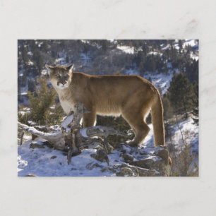 Puma Postkarte