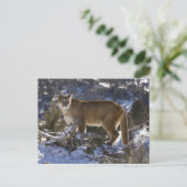 Puma Postkarte (Stehend Vorderseite)