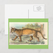 Puma Postkarte (Vorne/Hinten)