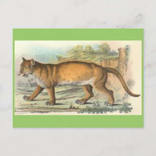 Puma Postkarte