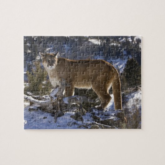 Puma Puzzle (Horizontal)
