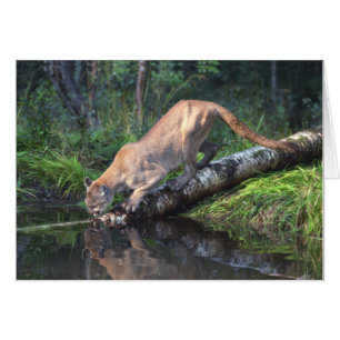Puma-trinkende Karte