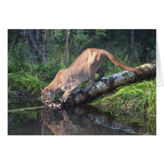 Puma-trinkende Karte (Vorderseite (Horizontal))