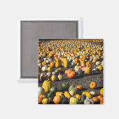 Pumkins Magnet (Vorderseite/Rückseite)
