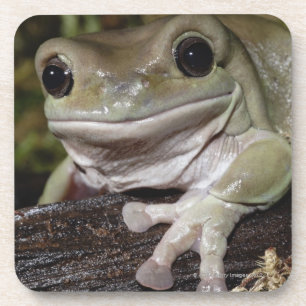 Pummelig Baum-Frosch. Lächelnder Frosch. Litoria Getränkeuntersetzer