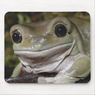 Pummelig Baum-Frosch. Lächelnder Frosch. Litoria Mousepad